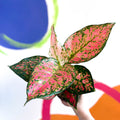 Chinese Evergreen - Aglaonema ‘Lady Valentine’ - Sprouts of Bristol
