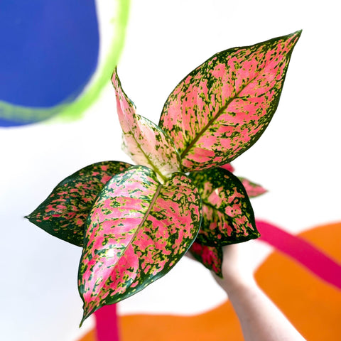 Chinese Evergreen - Aglaonema ‘Lady Valentine’ - Sprouts of Bristol