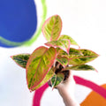Chinese Evergreen - Aglaonema ‘Light Pink Star' - Sprouts of Bristol