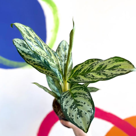 Chinese Evergreen - Aglaonema ‘Maria' - Sprouts of Bristol