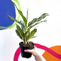 Chinese Evergreen - Aglaonema ‘Maria' - Sprouts of Bristol