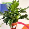 Chinese Evergreen - Aglaonema 'Maria' - British Grown - Sprouts of Bristol