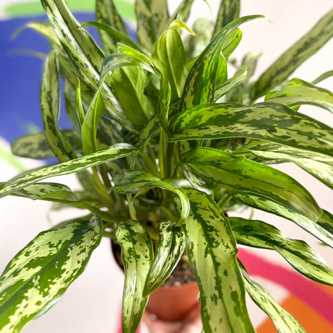 Chinese Evergreen - Aglaonema 'Pincel' - British Grown - Sprouts of Bristol