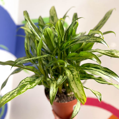Chinese Evergreen - Aglaonema 'Pincel' - British Grown - Sprouts of Bristol