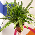 Chinese Evergreen - Aglaonema 'Pincel' - British Grown - Sprouts of Bristol