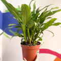 Chinese Evergreen - Aglaonema 'Pincel' - British Grown - Sprouts of Bristol