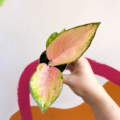 Chinese Evergreen - Aglaonema 'Red Dragon' - Sprouts of Bristol