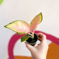 Chinese Evergreen - Aglaonema 'Red Dragon' - Sprouts of Bristol