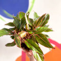 Chinese Evergreen - Aglaonema 'Red Siam' - British Grown - Sprouts of Bristol