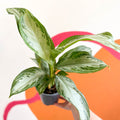 Chinese Evergreen - Aglaonema 'Silver Bay' - Sprouts of Bristol