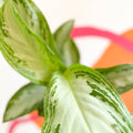 Chinese Evergreen - Aglaonema 'Silver Bay' - Sprouts of Bristol