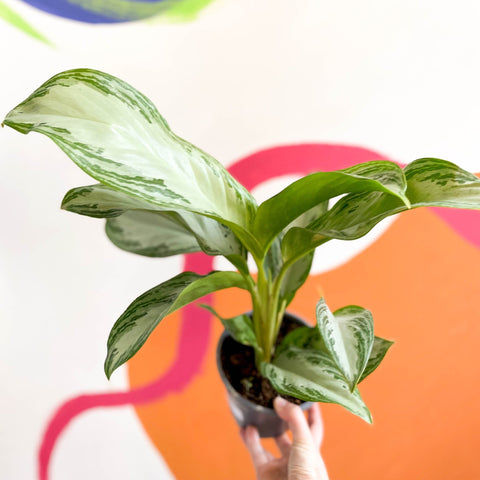 Chinese Evergreen - Aglaonema 'Silver Bay' - Sprouts of Bristol
