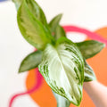 Chinese Evergreen - Aglaonema 'Silver Bay' - Sprouts of Bristol