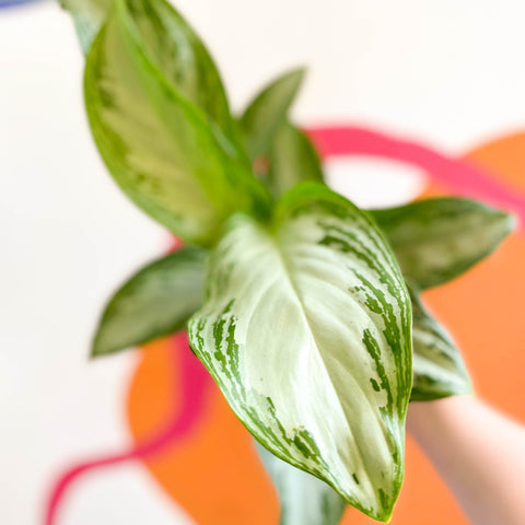 Chinese Evergreen - Aglaonema 'Silver Bay' - Sprouts of Bristol