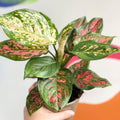 Chinese Evergreen - Aglaonema 'Spotted Star' - Sprouts of Bristol