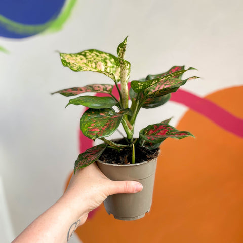Chinese Evergreen - Aglaonema 'Spotted Star' - Sprouts of Bristol