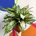 Chinese Evergreen - Aglaonema 'Spring Snow' - British Grown - Sprouts of Bristol