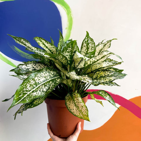 Chinese Evergreen - Aglaonema 'Spring Snow' - British Grown - Sprouts of Bristol