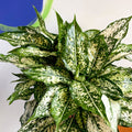 Chinese Evergreen - Aglaonema 'Spring Snow' - British Grown - Sprouts of Bristol