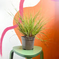 Chinese Fountain Grass - Pennisetum alopecuroides - Cotswold Grown Perennial - Sprouts of Bristol