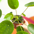 Chinese Money Leaf - Pilea peperomioides - Sprouts of Bristol
