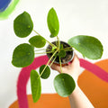 Chinese Money Leaf - Pilea peperomioides - Sprouts of Bristol