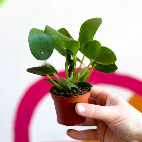 Chinese Money Leaf - Pilea peperomioides - Sprouts of Bristol