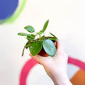 Chinese Money Leaf - Pilea peperomioides - Sprouts of Bristol