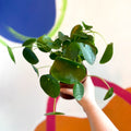 Chinese Money Plant - Pilea Peperomioides - British Grown - Sprouts of Bristol
