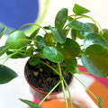 Chinese Money Plant - Pilea Peperomioides - British Grown - Sprouts of Bristol