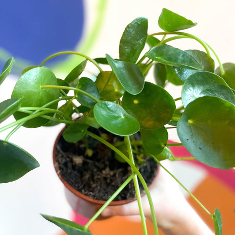 Chinese Money Plant - Pilea Peperomioides - British Grown - Sprouts of Bristol