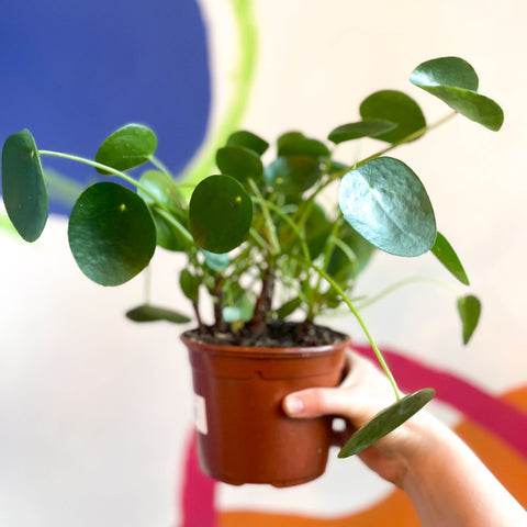 Chinese Money Plant - Pilea Peperomioides - British Grown - Sprouts of Bristol