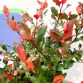 Christmas Berry - Photinia × fraseri 'Little Red Robin' - Cotswold Grown Evergreen Shrub - Sprouts of Bristol