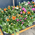 Chrysanthemum 'Carnival' - Sprouts of Bristol