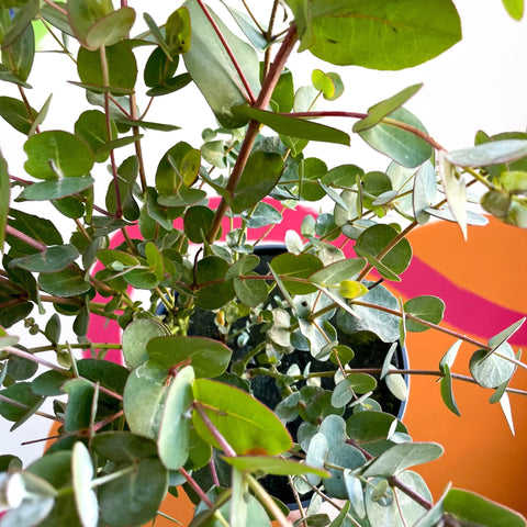 Cider Gum Tree - Eucalyptus gunnii 'Blue Ice' - Sprouts of Bristol