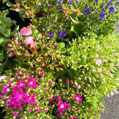 Cineraria 'Royalty Mixed' - British Grown - Sprouts of Bristol