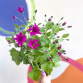 Cineraria - Senetti 'Magenta' Suntory Collection - British Grown - Sprouts of Bristol