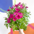 Cineraria - Senetti 'Red' Suntory Collection - British Grown - Sprouts of Bristol