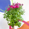 Cineraria - Senetti 'Red' Suntory Collection - British Grown - Sprouts of Bristol