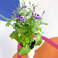 Cineraria - Senetti 'Violet Bicolour' Suntory Collection - British Grown - Sprouts of Bristol