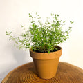 Common Thyme - Thymus vulgaris - Sprouts of Bristol