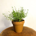 Common Thyme - Thymus vulgaris - Sprouts of Bristol