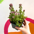 Compact Marjoram - Origanum vulgare compactum - Cotswolds Grown Culinary Herbs - Sprouts of Bristol