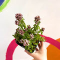 Compact Marjoram - Origanum vulgare compactum - Cotswolds Grown Culinary Herbs - Sprouts of Bristol