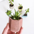 Concrete Mini Vessel Number 2 - Sprouts of Bristol
