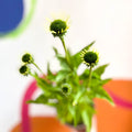 Coneflower - Echinacea purpurea 'White Swan' - Cotswold Grown Perennial - Sprouts of Bristol