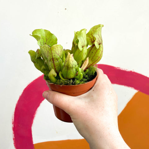 Conspicuously Veined Pitcher Plant - Sarracenia purpurea venosa - Sprouts of Bristol