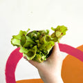 Conspicuously Veined Pitcher Plant - Sarracenia purpurea venosa - Sprouts of Bristol