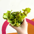 Conspicuously Veined Pitcher Plant - Sarracenia purpurea venosa - Sprouts of Bristol