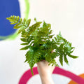 Copper Sheild Fern - Dryopteris erythrosora - Sprouts of Bristol